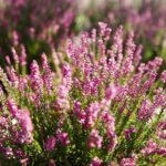 03.10.2020. Kielce. Jesień na wrzosowisku w Parku Botanicznym / Wiktor Taszłow / Radio Kielce