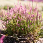 03.10.2020. Kielce. Jesień na wrzosowisku w Parku Botanicznym / Wiktor Taszłow / Radio Kielce