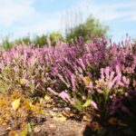 03.10.2020. Kielce. Jesień na wrzosowisku w Parku Botanicznym / Wiktor Taszłow / Radio Kielce