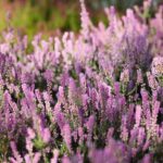 03.10.2020. Kielce. Jesień na wrzosowisku w Parku Botanicznym / Wiktor Taszłow / Radio Kielce