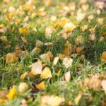 03.10.2020. Kielce. Jesień na wrzosowisku w Parku Botanicznym / Wiktor Taszłow / Radio Kielce