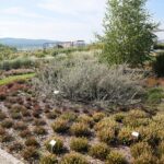 03.10.2020. Kielce. Jesień na wrzosowisku w Parku Botanicznym / Wiktor Taszłow / Radio Kielce