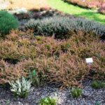 03.10.2020. Kielce. Jesień na wrzosowisku w Parku Botanicznym / Wiktor Taszłow / Radio Kielce