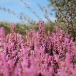 Czeka nas słoneczna pogoda. Sprawdź do kiedy?