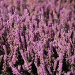 03.10.2020. Kielce. Jesień na wrzosowisku w Parku Botanicznym / Wiktor Taszłow / Radio Kielce