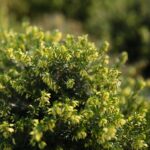 03.10.2020. Kielce. Jesień na wrzosowisku w Parku Botanicznym / Wiktor Taszłow / Radio Kielce