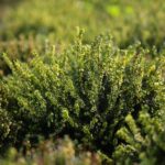 03.10.2020. Kielce. Jesień na wrzosowisku w Parku Botanicznym / Wiktor Taszłow / Radio Kielce