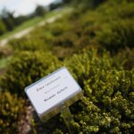 03.10.2020. Kielce. Jesień na wrzosowisku w Parku Botanicznym / Wiktor Taszłow / Radio Kielce