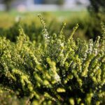 03.10.2020. Kielce. Jesień na wrzosowisku w Parku Botanicznym / Wiktor Taszłow / Radio Kielce