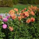 03.10.2020. Kielce. Jesień na wrzosowisku w Parku Botanicznym / Wiktor Taszłow / Radio Kielce