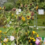 03.10.2020. Kielce. Jesień na wrzosowisku w Parku Botanicznym / Wiktor Taszłow / Radio Kielce