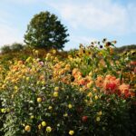 03.10.2020. Kielce. Jesień na wrzosowisku w Parku Botanicznym / Wiktor Taszłow / Radio Kielce