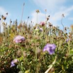 03.10.2020. Kielce. Jesień na wrzosowisku w Parku Botanicznym / Wiktor Taszłow / Radio Kielce