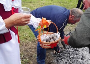 Święto pieczonego ziemniaka. Wyciąganie upieczonych ziemniaków z ogniska / Emilia Sitarska / Radio Kielce