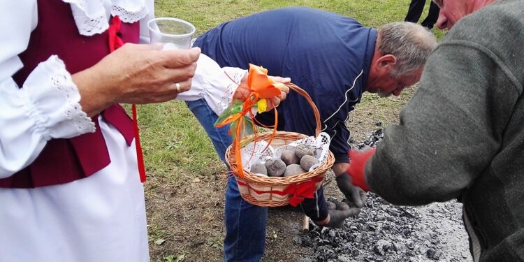 Święto pieczonego ziemniaka. Wyciąganie upieczonych ziemniaków z ogniska / Emilia Sitarska / Radio Kielce