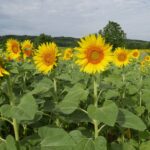 25.09.2021. Bułgaria poza szlakiem. Od gór do morza / Danuta Rasała