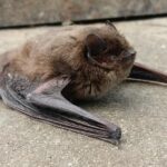 Nietoperze mogą dostać się do naszych mieszkań. Co wtedy zrobić?