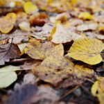 02.10.2021. Kielce. Jesienne liście / Wiktor Taszłow / Radio Kielce