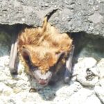 Nietoperz w budynku / Ptaki i nietoperze w budynkach/Facebook