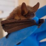 Nietoperz w budynku / Ptaki i nietoperze w budynkach/Facebook