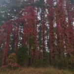 Winobluszcz / Ruda Maleniecka/Facebook