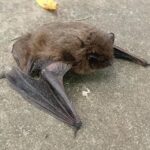 Nietoperz w budynku / Ptaki i nietoperze w budynkach/Facebook