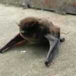 Nietoperz w budynku / Ptaki i nietoperze w budynkach/Facebook