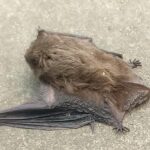 Nietoperz w budynku / Ptaki i nietoperze w budynkach/Facebook