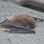 Nietoperz w budynku / Ptaki i nietoperze w budynkach/Facebook