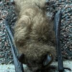 Nietoperz w budynku / Ptaki i nietoperze w budynkach/Facebook