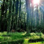 Winobluszcz / Magdalena Galas-Klusek / Radio Kielce