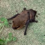 Nietoperz w budynku / Ptaki i nietoperze w budynkach/Facebook