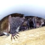 Nietoperz w budynku / Ptaki i nietoperze w budynkach/Facebook