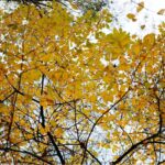 02.10.2021. Kielce. Jesienne liście / Wiktor Taszłow / Radio Kielce