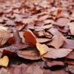 02.10.2021. Kielce. Jesienne liście / Wiktor Taszłow / Radio Kielce