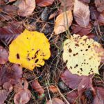 02.10.2021. Kielce. Jesienne liście / Wiktor Taszłow / Radio Kielce