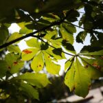 02.10.2021. Kielce. Jesienne liście / Wiktor Taszłow / Radio Kielce