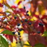 02.10.2021. Kielce. Jesienne liście / Wiktor Taszłow / Radio Kielce