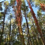 Winobluszcz / Magdalena Galas-Klusek / Radio Kielce