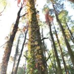 Winobluszcz / Magdalena Galas-Klusek / Radio Kielce