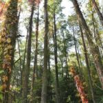 Winobluszcz / Magdalena Galas-Klusek / Radio Kielce