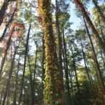 Winobluszcz / Magdalena Galas-Klusek / Radio Kielce