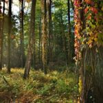 Winobluszcz / Magdalena Galas-Klusek / Radio Kielce