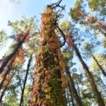 Winobluszcz / Magdalena Galas-Klusek / Radio Kielce