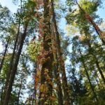 Winobluszcz / Magdalena Galas-Klusek / Radio Kielce