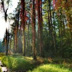 Winobluszcz / Magdalena Galas-Klusek / Radio Kielce