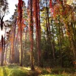 Winobluszcz / Magdalena Galas-Klusek / Radio Kielce