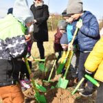 27.10.2021. Końskie. Akcja sadzenia drzew miododajnych / Magdalena Galas-Klusek / Radio Kielce