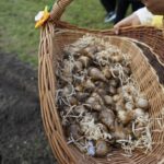 01.09.2021. Kielce. Kampania „Pola Nadziei”. Sadzenie cebulek żonkili na rabacie przy ulicy Warszawskiej w Kielcach / Sebastian Kalwat / Radio Kielce