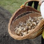01.09.2021. Kielce. Kampania „Pola Nadziei”. Sadzenie cebulek żonkili na rabacie przy ulicy Warszawskiej w Kielcach / Sebastian Kalwat / Radio Kielce